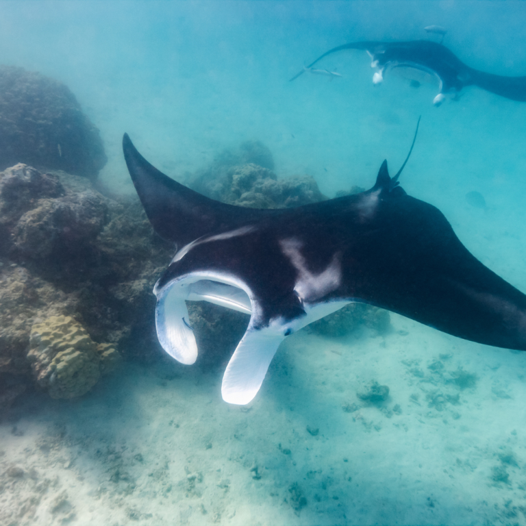 Swim with Manta Rays: The Ultimate Family Bonding Experience